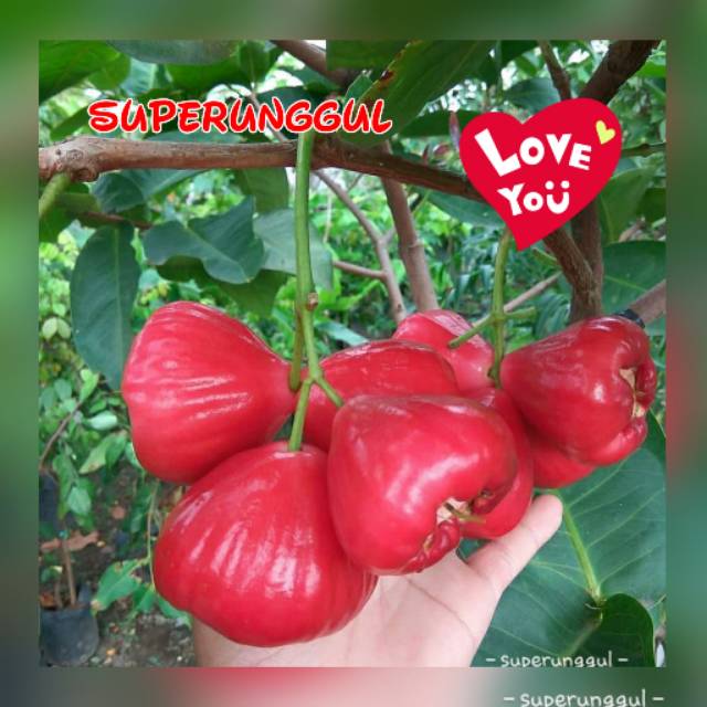 Bibit jambu Air Red Taiwan Superunggul