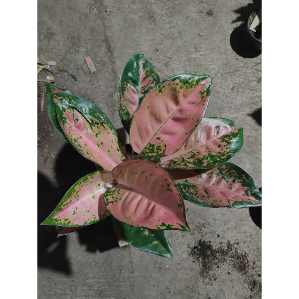 Kochin Brown Aglonema