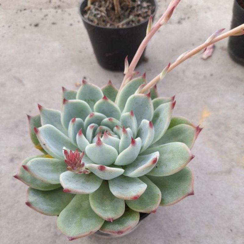 echeveria cihua2