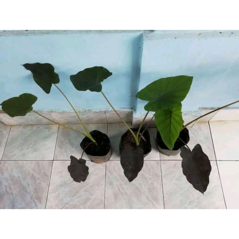 Colocasia Black Magic