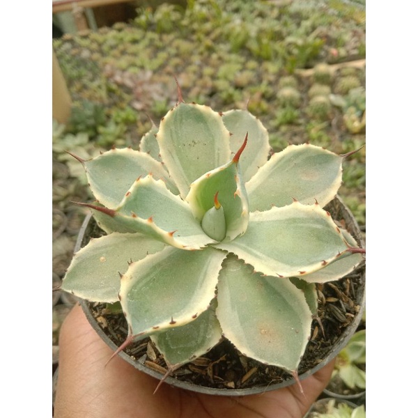 agave kisokan jumbo