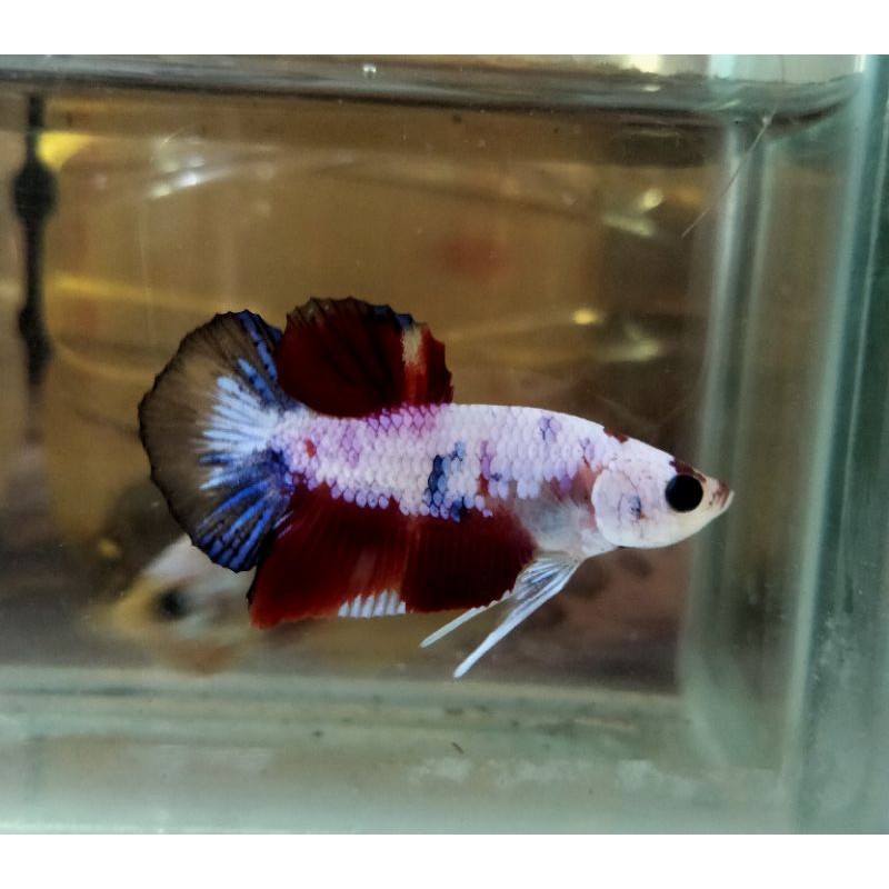 

cupang koi