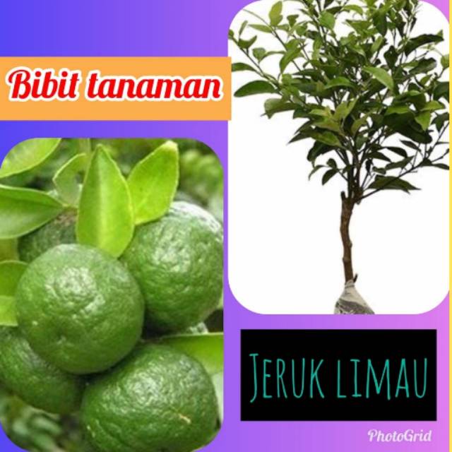 Bibit Jeruk Limau Sambal  1 kilo muat 4 bibit/ Limo Sambel / Pohon Jeruk Limau Sambel