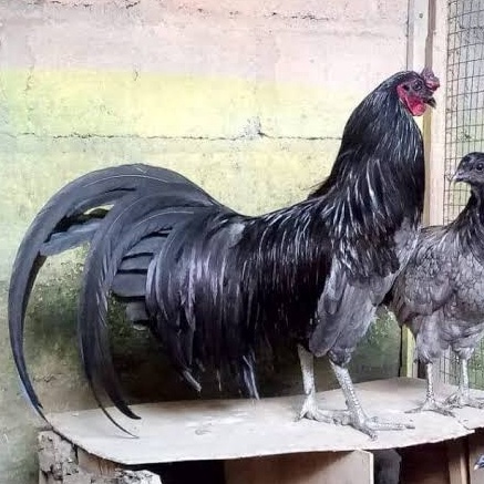 

TELUR AYAM BLACK SUMATERA FERTIL ASLI UNTUK TERNAK