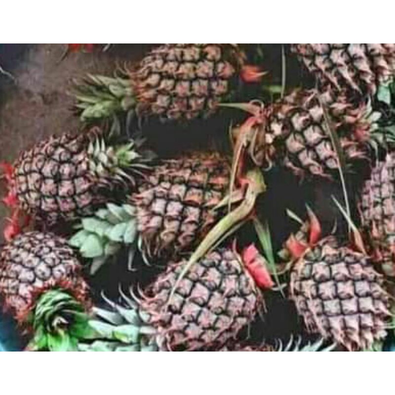 

nanas muda per 500 gram