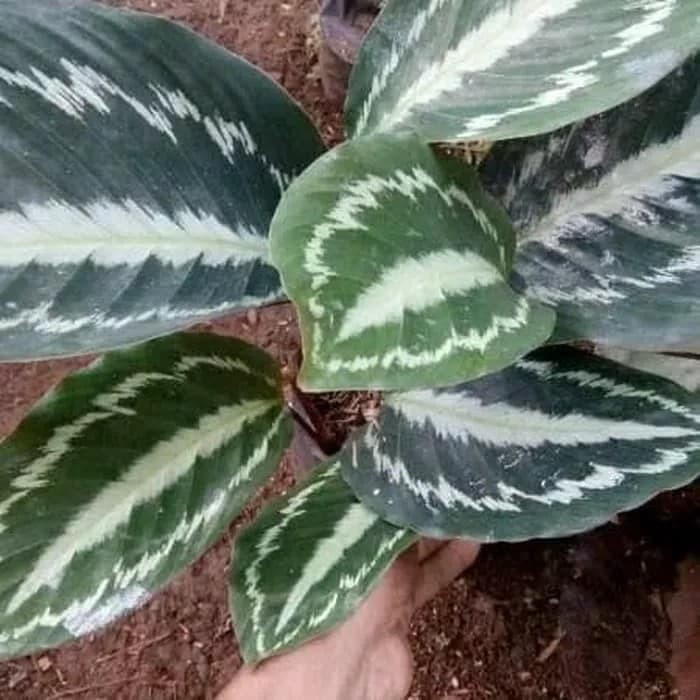 Calathea Silver Black  Tanaman Hias indoor Calathea