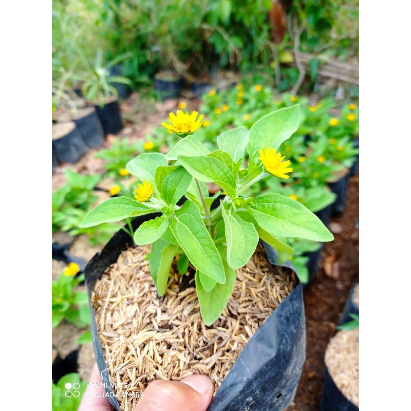 seribu bintang
