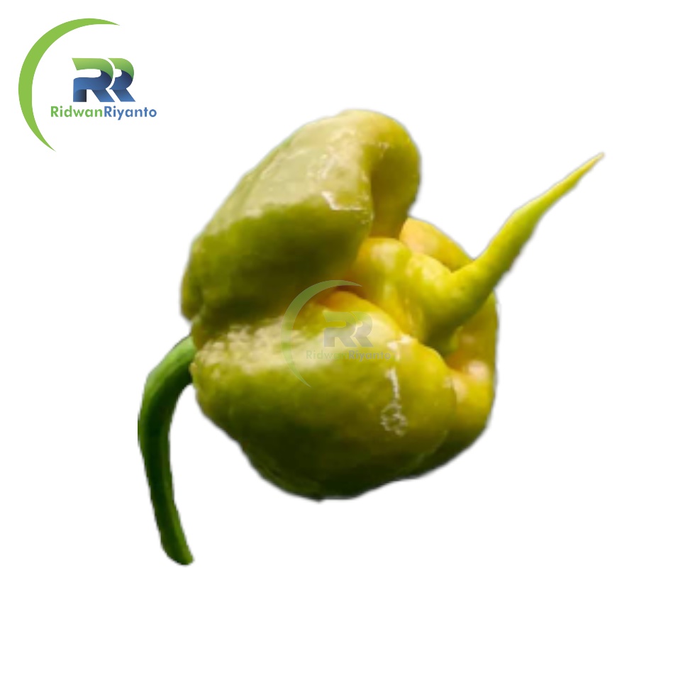 BIJI Benih Cabe CAROLINA REAPER Mustard Cabai Terpedas Nomor 1 di Dunia Versi Guinness World Record