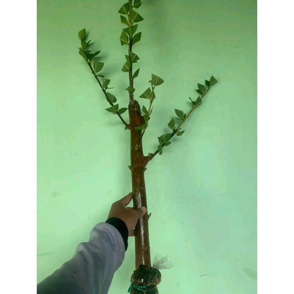 bibit fresh cangkok jambu kristal merah jumbo batang jumbo