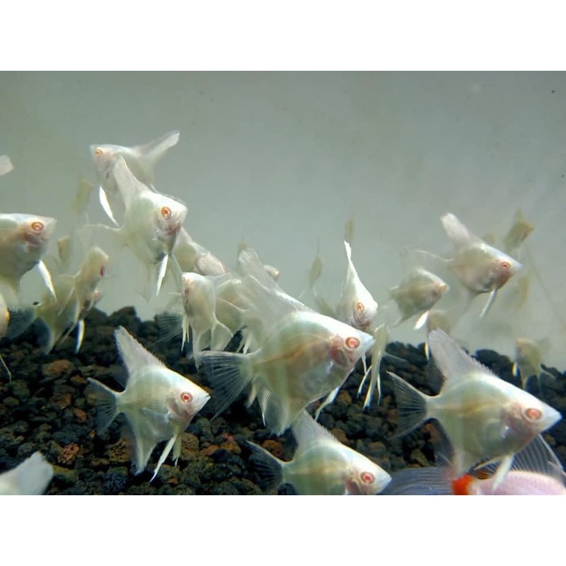 MANFISH ALTUM ALBINO RED EYE