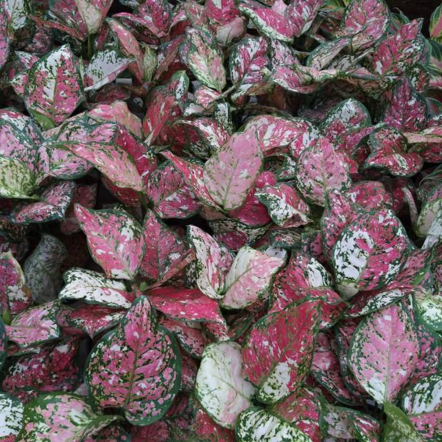 Aglonema tri colour