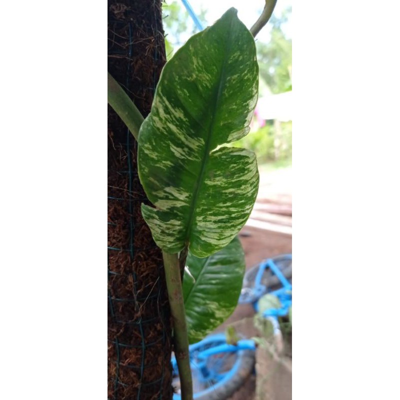 Rapahidopora foraminifera