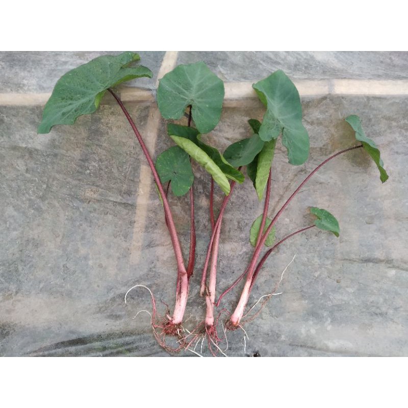 Langka Bibit Talas Bogor Paloma/Jepang Merah/Ketan Merah/Talas ungu