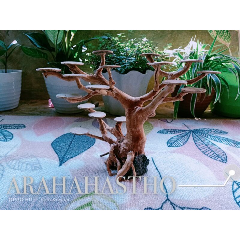 Bonsai Aquascape beringin