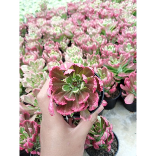 monadenium