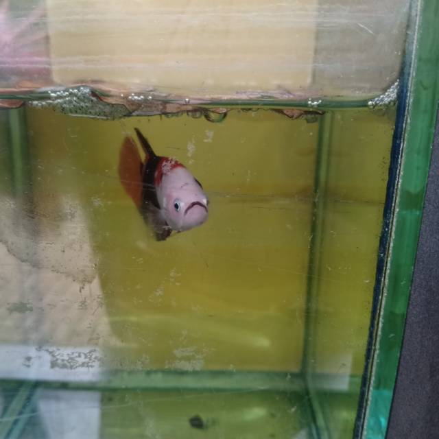 Ikan cupang koi nemo