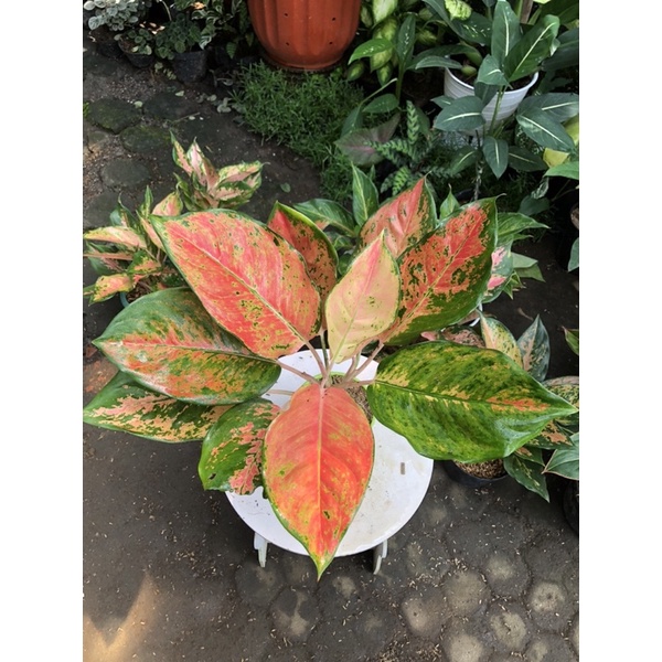 aglaonema kochin tembaga brown