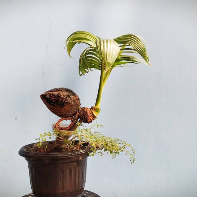 Bonsai Kelapa Gaya Anak Ayam Shopee Indonesia
