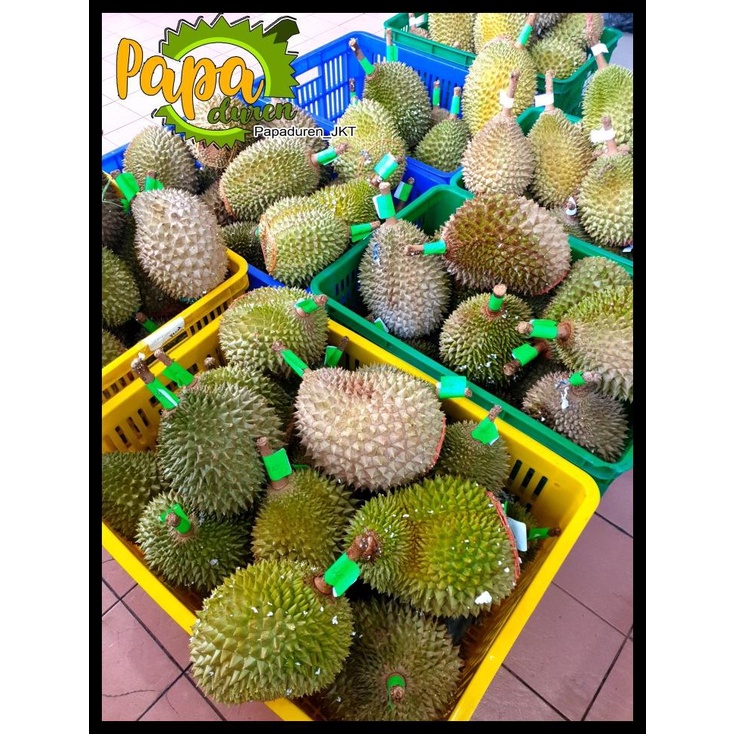 

Durian Musangking Fresh Kupas Fresh Bukan Frozen