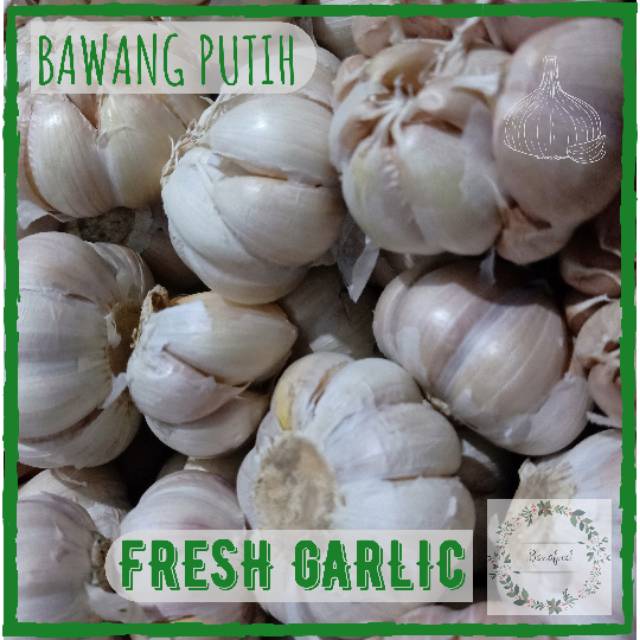 Bawang Putih Bersih Bawang Putih Biasa Fresh Garlic 500gr Shopee Indonesia