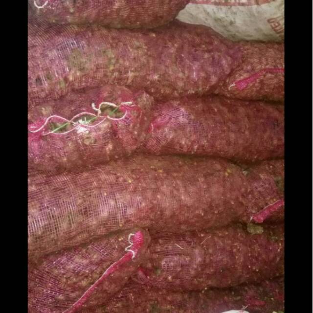 

Jahe merah untuk kesehatan