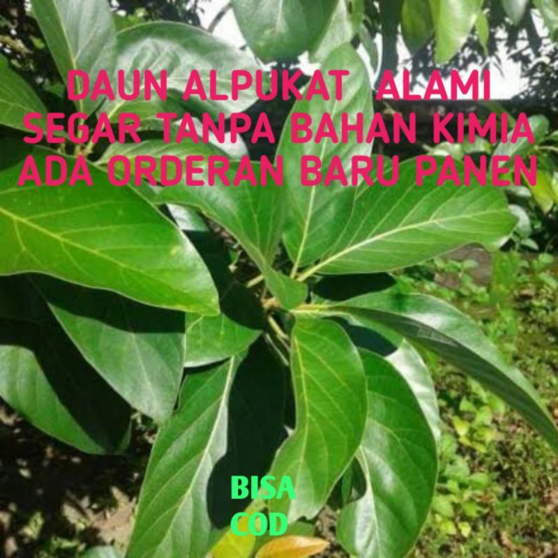 

DAUN ALPUKAT SEGAR ALAMI (100 LEMBAR)