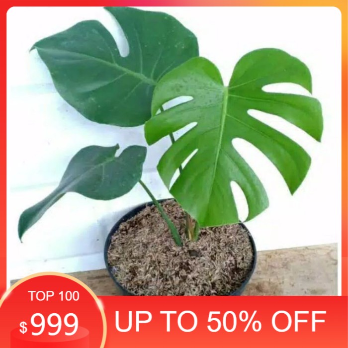 Bibit monstera deliciosa -monstera
