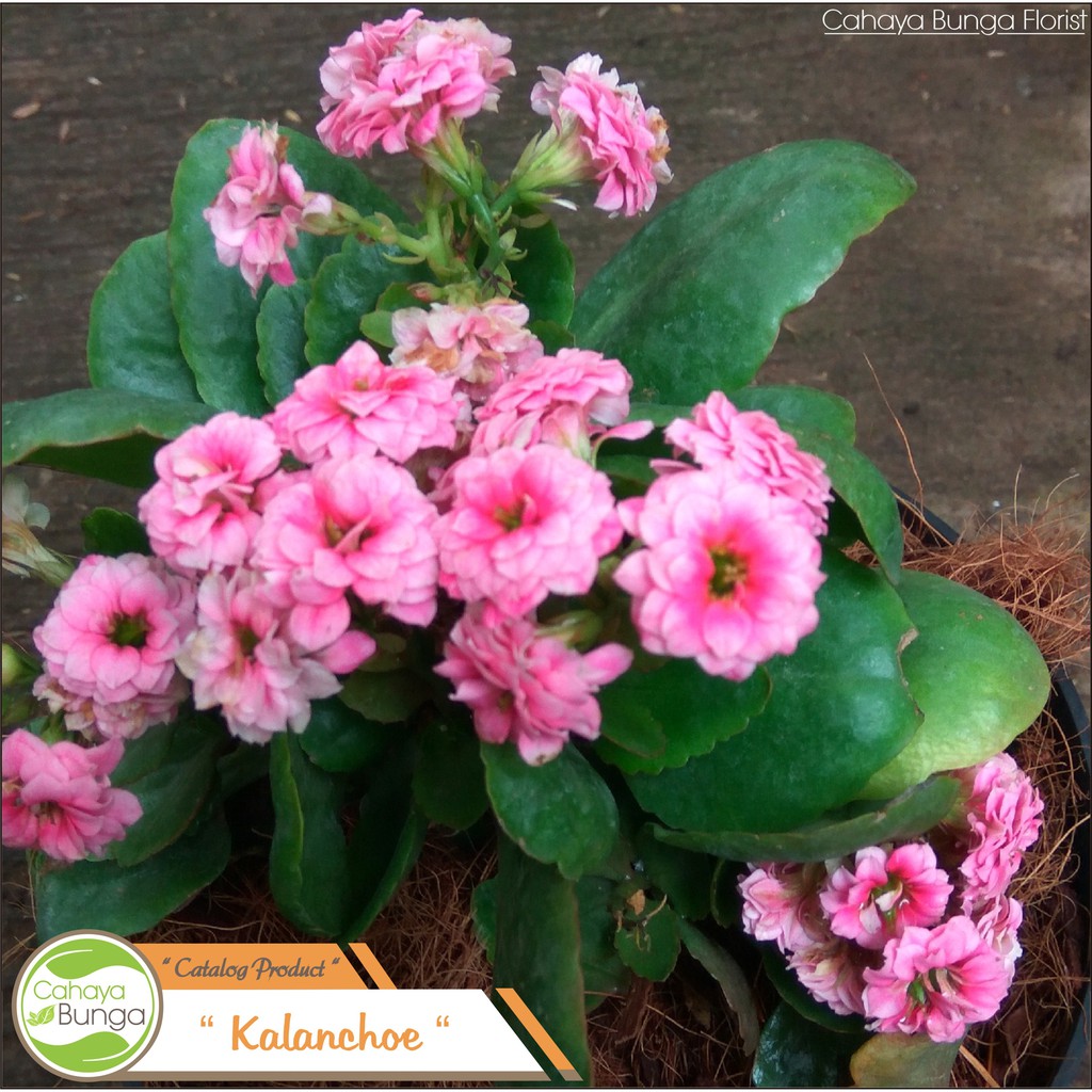  Tanaman Hias Bunga Kalanchoe Pink Shopee Indonesia