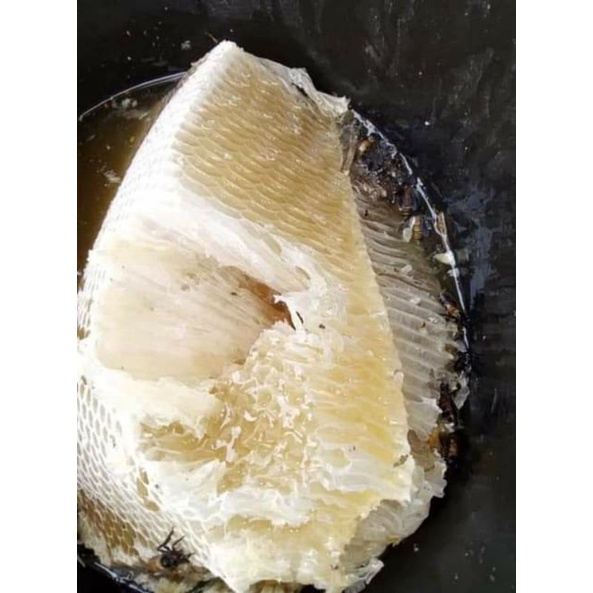 

Madu Sarang Apis Dorsata