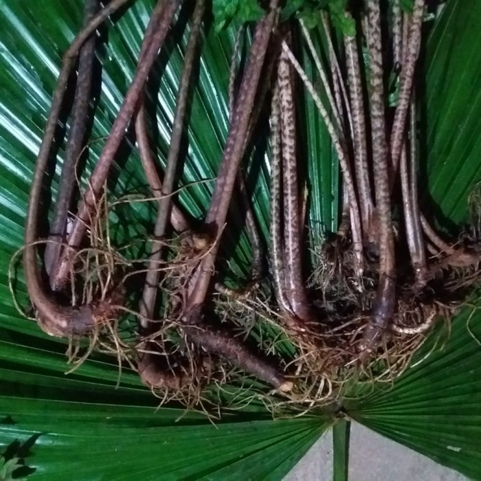 bongol / bibit / alocasia jacklyn / tanaman / sulawesi SP / SP