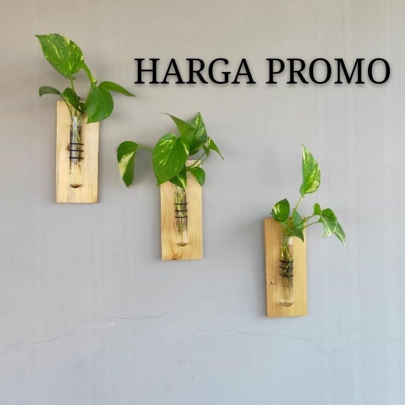 Pot vas bunga kaca gantung propagation