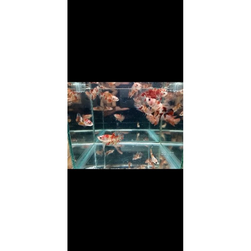 Jenis ikan cupang Nemo galaxy