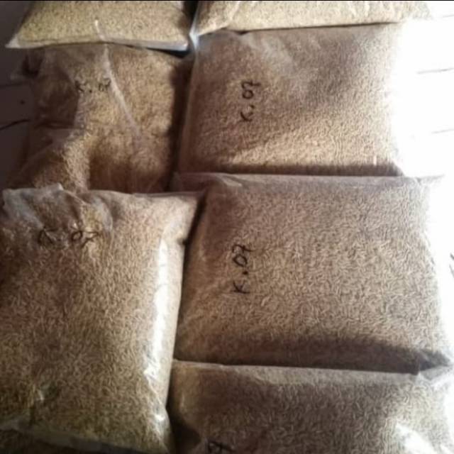 Bibit padi unggul - padi unggul pulen 1 KG