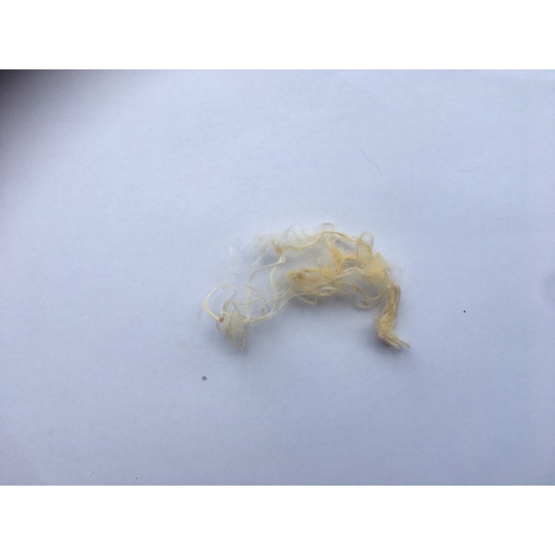 kain kiswah nabi helai