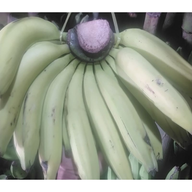

Pisang Ambon Super Besar/Termurah✓