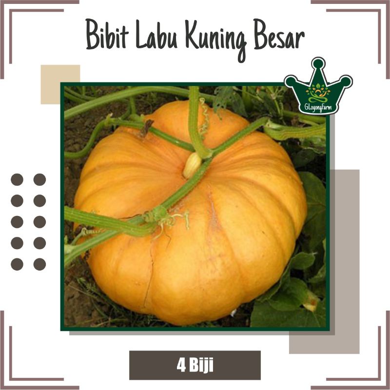 Benih Labu Kuning Besar Super Wuluhan - Bibit Buah