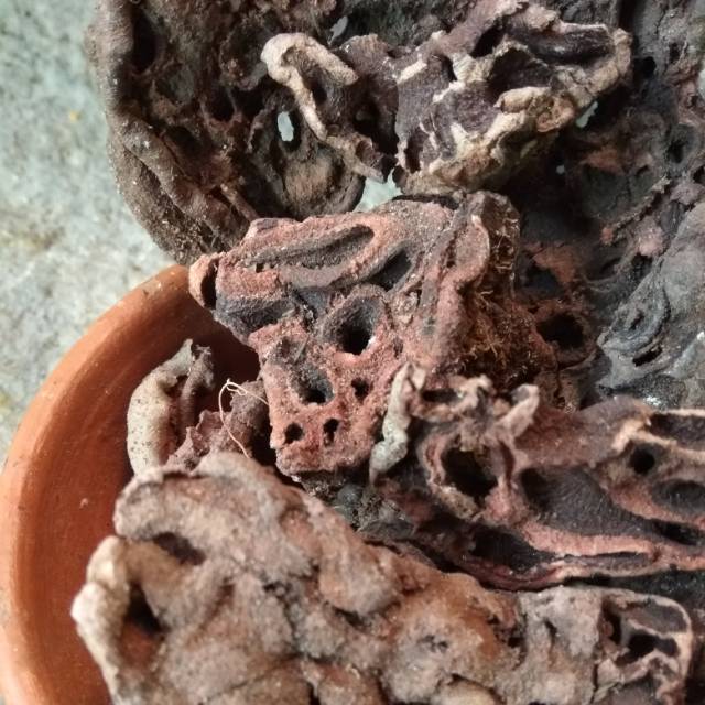 Rumah Semut / Sarang Semut Super 100g