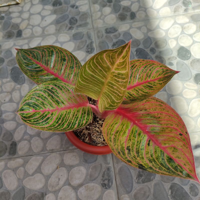aglonema huges merah
