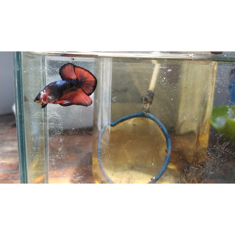 Cupang Avatar Vampire