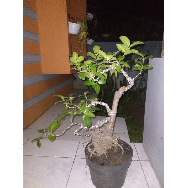 bahan bonsai iprik