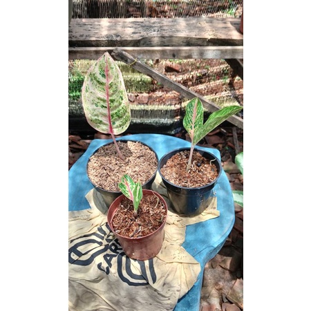 paket 3 pot aglaonema (Catrine,Tamara,sexy pink)