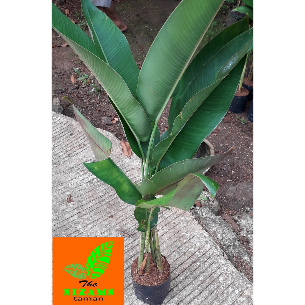 Tanaman Hias Pisang Betet Bibit Tanaman Hias Pisang Tanaman Hias Pisang Betet Bibit Tanaman Hias Pisang