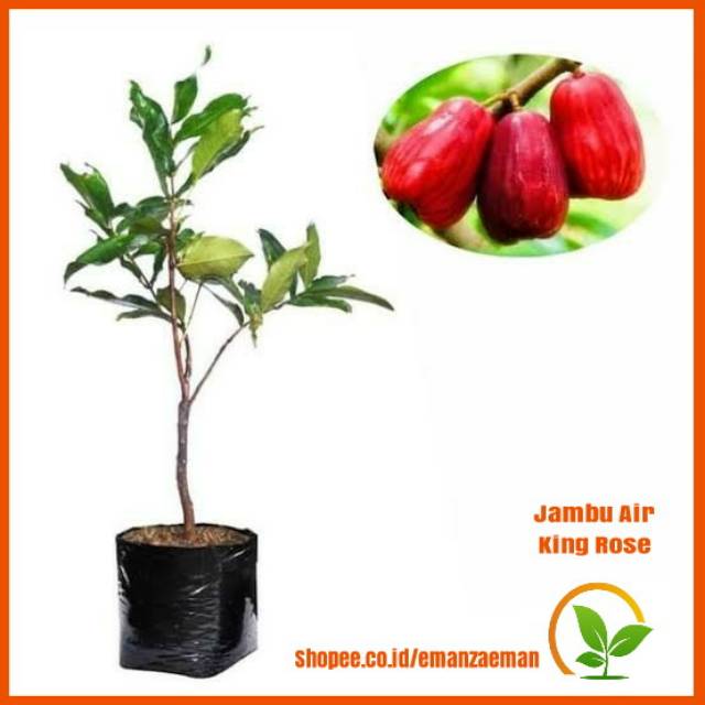 Pohon Jambu Air King Rose / Bibit Pohon Jambu Air King Rose