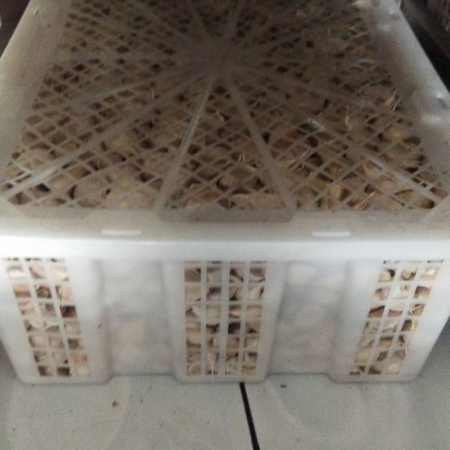 

BAWANG PUTIH KATING