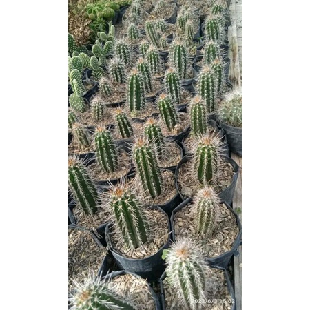 Kaktus apollo/kaktus mini/kaktus murah/tanaman kaktus/bunga kaktus