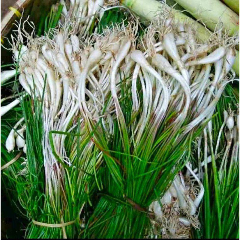 

Ready Kuncay segar masihh frest