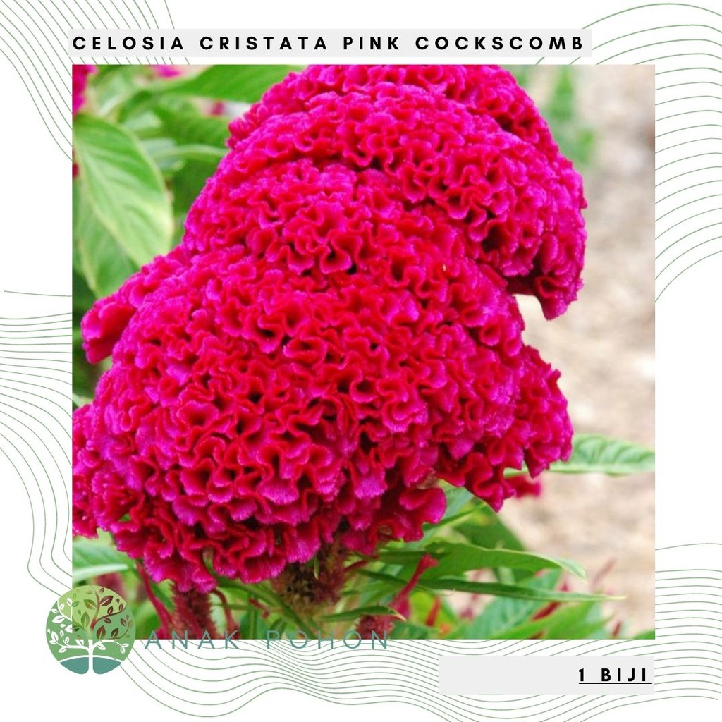 Benih Bibit Biji - Bunga Celosia Cristata Pink Cockscomb Flower Seeds