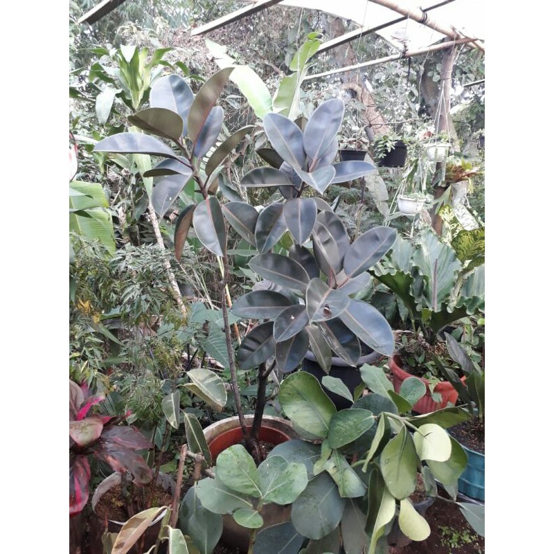 karet kebo ficus merah burgundy