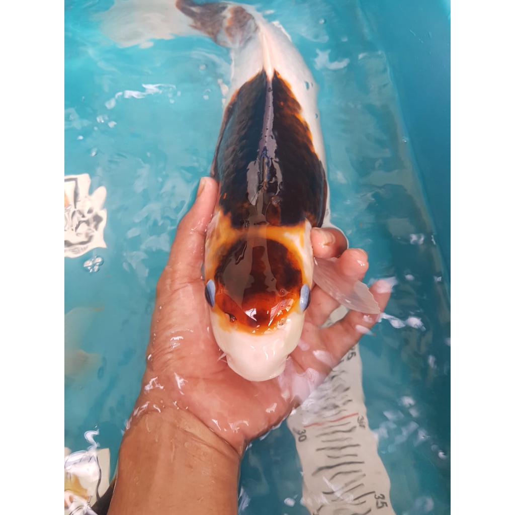 GOROMO MARUTEN DAN GOROMO
