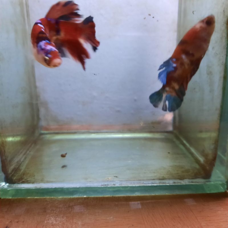 cupang koi galaxy sepasang siap breed ||| paket breeding